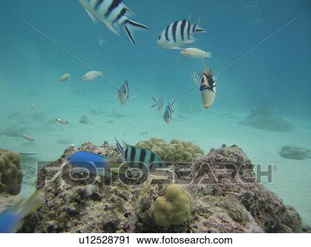 Underwater view of small fish View Large Photo Image Stock Image - Underwater view of small fish. Fotosearch