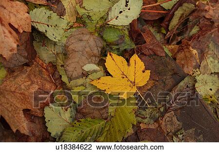 Vancouver, British Columbia - Canada View Large Photo Image Stock Image - Vancouver, British Columbia - Canada. Fotosearch