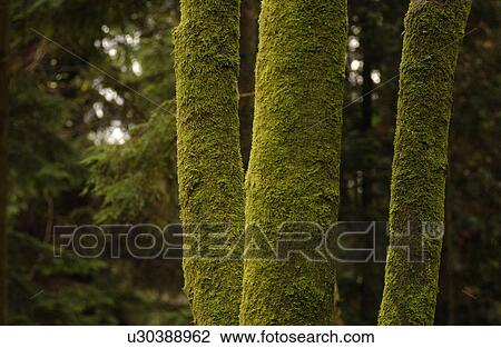 Vancouver, British Columbia - Canada View Large Photo Image Stock Image - Vancouver, British Columbia - Canada. Fotosearch