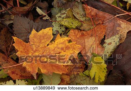 Stock Photo - Vancouver, British Columbia - Canada. Fotosearch
