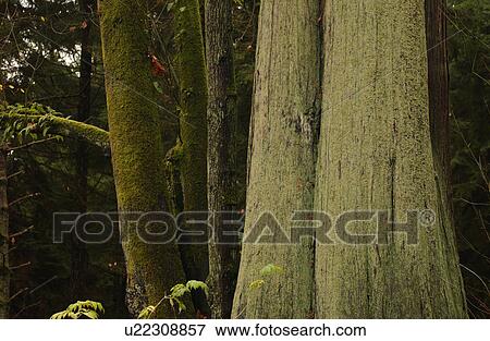 Vancouver, British Columbia - Canada View Large Photo Image Stock Photo - Vancouver, British Columbia - Canada. Fotosearch