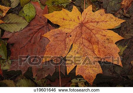 Vancouver, British Columbia - Canada View Large Photo Image Stock Photograph - Vancouver, British Columbia - Canada. Fotosearch