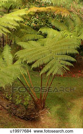Picture - Various Plants and flowers from Hawaii. Fotosearch