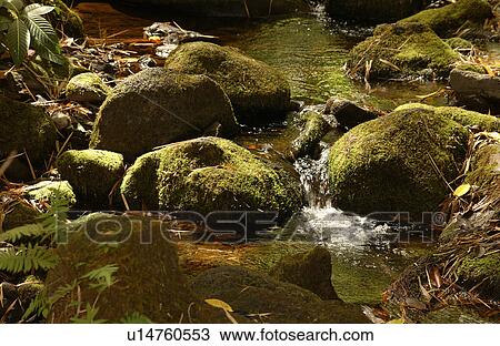 Stock Image - Various Plants and flowers from Hawaii. Fotosearch