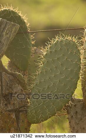 Stock Image - Various Plants and flowers from Hawaii. Fotosearch