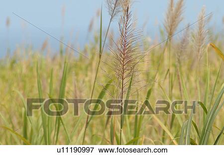 Various Plants and flowers from Hawaii View Large Photo Image Stock Photo - Various Plants and flowers from Hawaii. Fotosearch