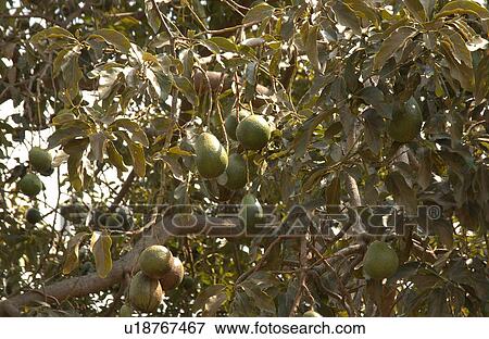 Stock Photo - Various Plants and flowers from Hawaii. Fotosearch