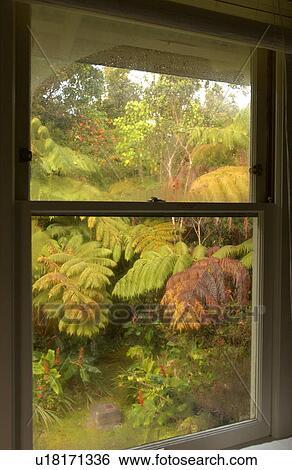 Stock Photograph - Various Plants and flowers from Hawaii. Fotosearch