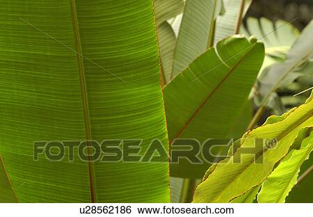 Stock Photograph - Various Plants and flowers from Hawaii. Fotosearch