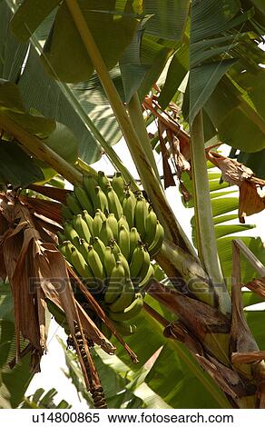 Various Plants and flowers from Hawaii View Large Photo Image Stock Photography - Various Plants and flowers from Hawaii. Fotosearch
