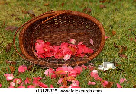 Various Plants and flowers from Hawaii View Large Photo Image Stock Photography - Various Plants and flowers from Hawaii. Fotosearch