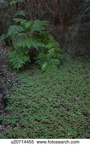 Stock Photography - Vegetation. Fotosearch