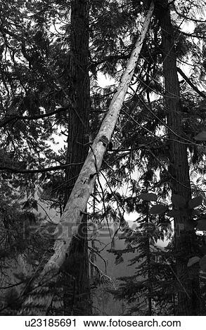Stock Image - View of a fallen tree in a forest (black and white), Rocky Mountains, Canada. Fotosearch