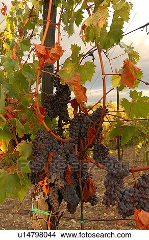 Vineyards - Tuscany, Italy View Large Photo Image Picture - Vineyards - Tuscany, Italy. Fotosearch