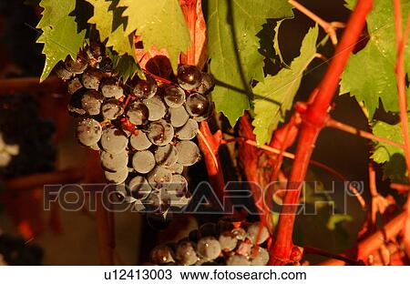 Stock Image - Vineyards - Tuscany, Italy. Fotosearch