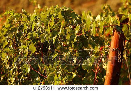 Vineyards - Tuscany, Italy View Large Photo Image Stock Image - Vineyards - Tuscany, Italy. Fotosearch