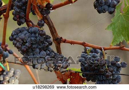 Vineyards - Tuscany, Italy View Large Photo Image Stock Photo - Vineyards - Tuscany, Italy. Fotosearch