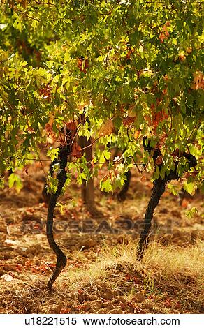 Vineyards - Tuscany, Italy View Large Photo Image Stock Photography - Vineyards - Tuscany, Italy. Fotosearch