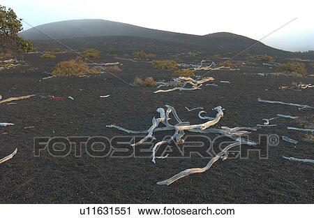 Volcano National Park - Big Island of Hawaii - Desolation Trail View Large Photo Image Stock Image - Volcano National Park - Big Island of Hawaii - Desolation Trail. Fotosearch