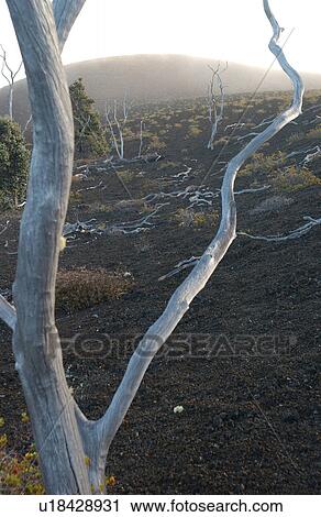 Stock Image - Volcano National Park - Big Island of Hawaii - Desolation Trail. Fotosearch