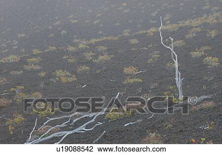 Stock Image - Volcano National Park - Big Island of Hawaii - Desolation Trail. Fotosearch