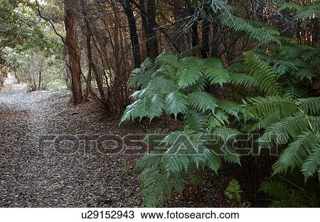 Stock Image - Volcano National Park - Big Island of Hawaii - Desolation Trail. Fotosearch