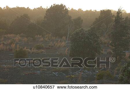 Stock Photo - Volcano National Park - Big Island of Hawaii - Desolation Trail. Fotosearch