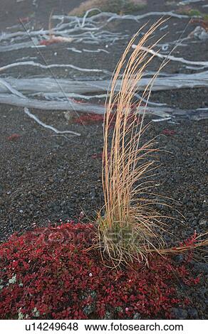 Stock Photo - Volcano National Park - Big Island of Hawaii - Desolation Trail. Fotosearch