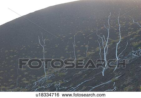 Stock Photograph - Volcano National Park - Big Island of Hawaii - Desolation Trail. Fotosearch