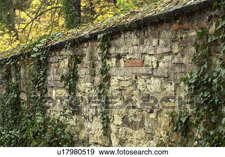 Stock Photo - Wall with plant growth in Prague. Fotosearch