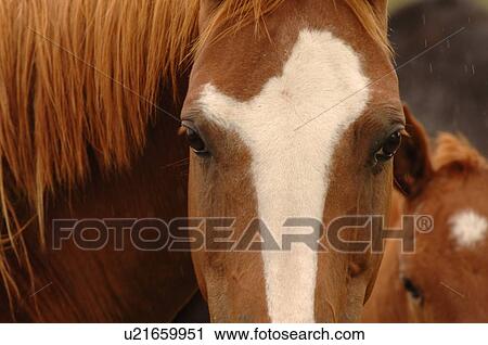 Stock Image - White markings on a horse. Fotosearch