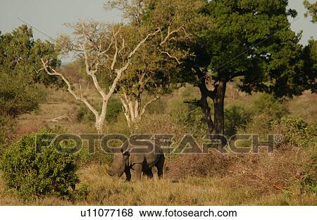Stock Photo - White Rhino. Fotosearch