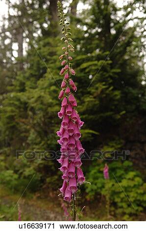 Wildflowers along path, Radar Hill Trail, Pacific Rim Park, Vancouver Island, Canada View Large Photo Image Stock Image - Wildflowers along path, Radar Hill Trail, Pacific Rim Park, Vancouver Island, Canada. Fotosearch