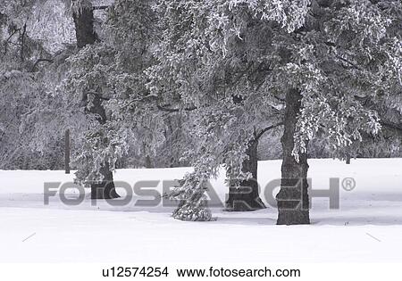 Picture - Winnipeg Manitoba, Canada Winter Scenes. Fotosearch