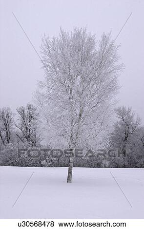 Winnipeg Manitoba, Canada Winter Scenes View Large Photo Image Stock Photo - Winnipeg Manitoba, Canada Winter Scenes. Fotosearch