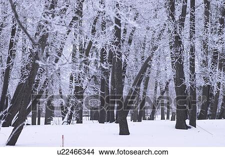 winter in Manitoba, prairie scene View Large Photo Image Picture - winter in Manitoba, prairie scene. Fotosearch