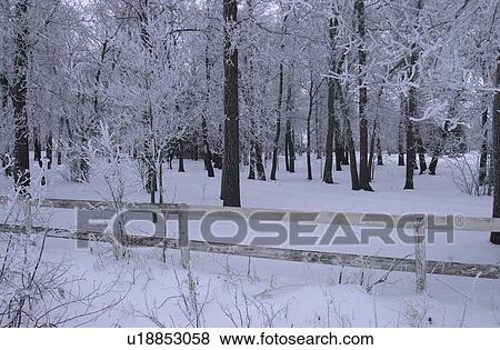 winter in Manitoba, prairie scene View Large Photo Image Stock Photo - winter in Manitoba, prairie scene. Fotosearch