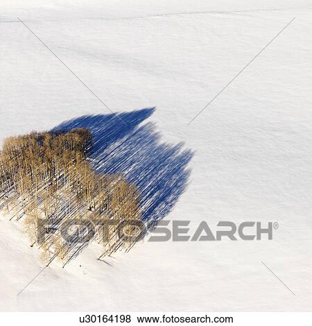 Aerial landscape of lone tree in snow, rural Colorado, United States View Large Photo Image Stock Photo - Aerial landscape of lone tree in snow, rural Colorado, United States. Fotosearch