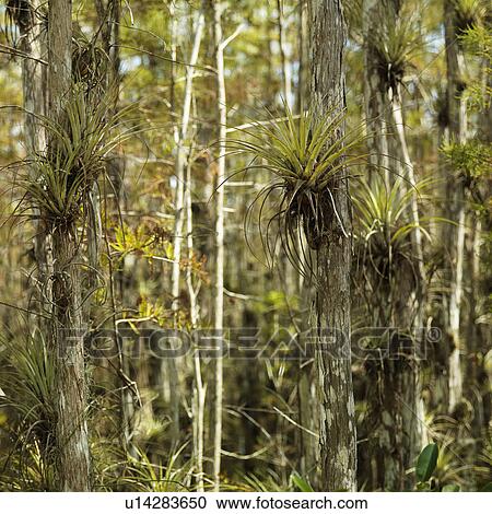 Airplants growing on cypress trees in Everglades National Park, Florida, USA. View Large Photo Image Stock Image - Airplants growing on cypress trees in Everglades National Park, Florida, USA.. Fotosearch