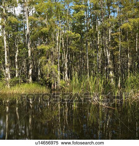 Aquatic plants in Everglades National Park, Florida, USA. View Large Photo Image Stock Photography - Aquatic plants in Everglades National Park, Florida, USA.. Fotosearch