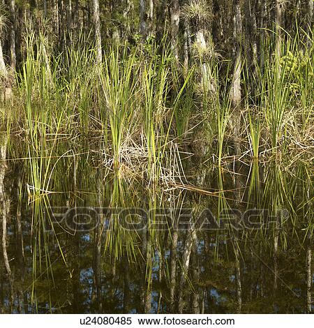 Aquatic plants in Everglades National Park, Florida, USA View Large Photo Image Stock Photography - Aquatic plants in Everglades National Park, Florida, USA. Fotosearch