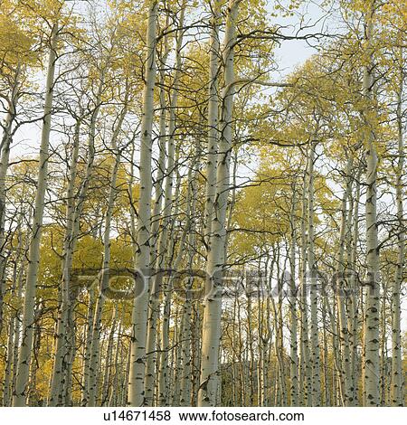 Aspen trees in Fall color in Utah. View Large Photo Image Stock Photo - Aspen trees in Fall color in Utah.. Fotosearch