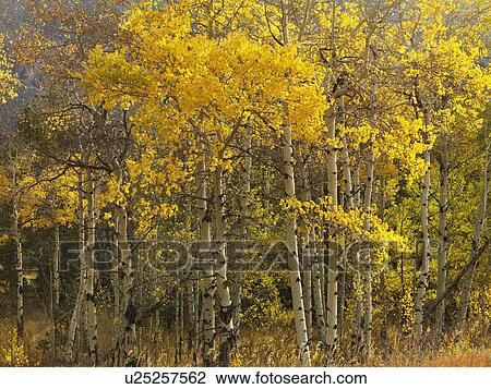 Aspen trees in yellow fall color in Wyoming View Large Photo Image Stock Image - Aspen trees in yellow fall color in Wyoming. Fotosearch