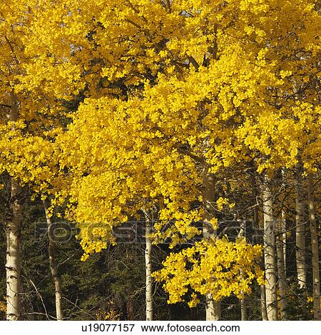 Stock Photo - Aspen trees in yellow fall color in Wyoming. Fotosearch