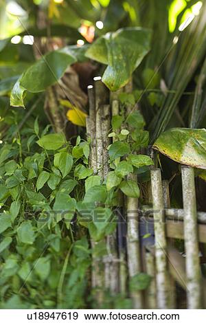 Bamboo fence with green plants in Maui, Hawaii View Large Photo Image Stock Photo - Bamboo fence with green plants in Maui, Hawaii. Fotosearch