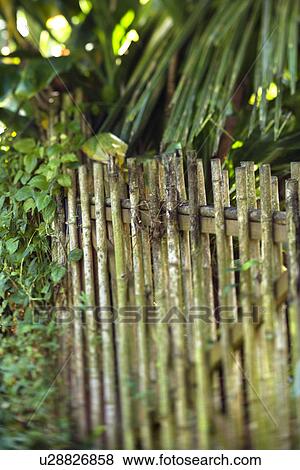 Stock Photo - Bamboo fence with green plants in Maui, Hawaii. Fotosearch