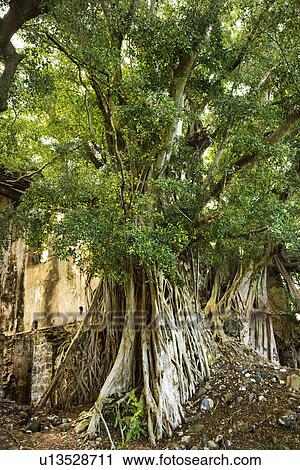 Stock Image - Banyan tree . Fotosearch