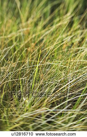 Beach grass View Large Photo Image Stock Image - Beach grass. Fotosearch