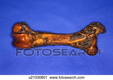 Big bone on blue background View Large Photo Image Stock Image - Big bone on blue background. Fotosearch