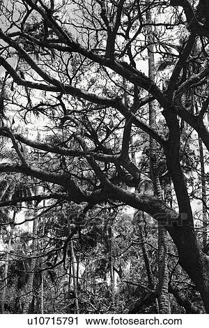 Stock Image - Black and white of tree with branches and coconut palm trees. Fotosearch